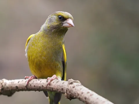 European Greenfinch (Chloris chloris) — photo 2 of 3