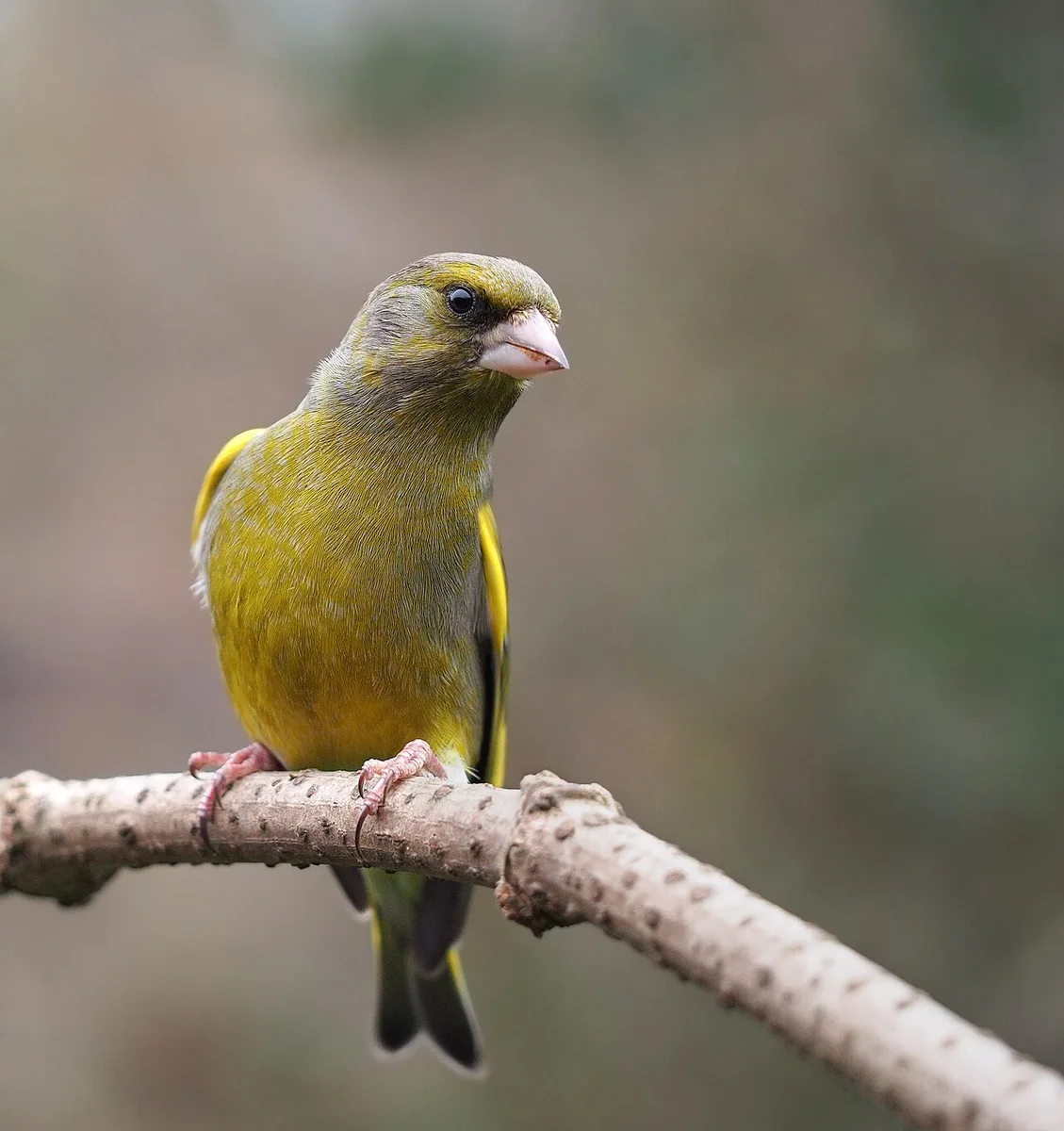 European Greenfinch (Chloris chloris) — photo 2 of 3