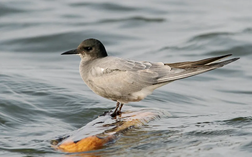 Black Tern