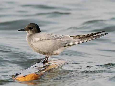 Black Tern