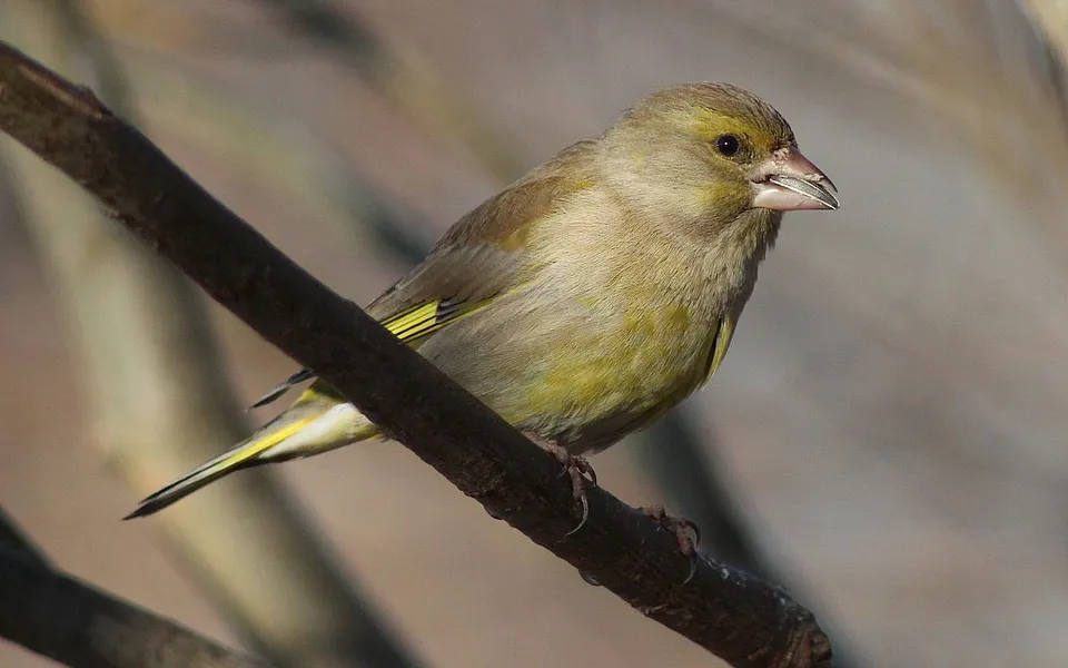 European Greenfinch (Chloris chloris) — photo 3 of 3