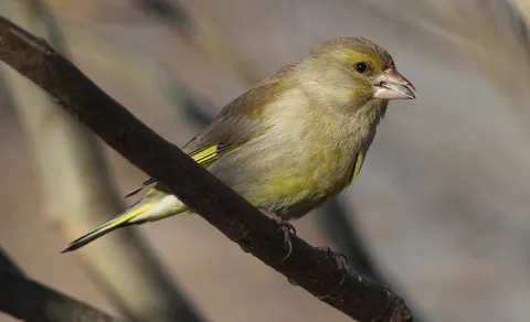 European Greenfinch (Chloris chloris) — photo 3 of 3
