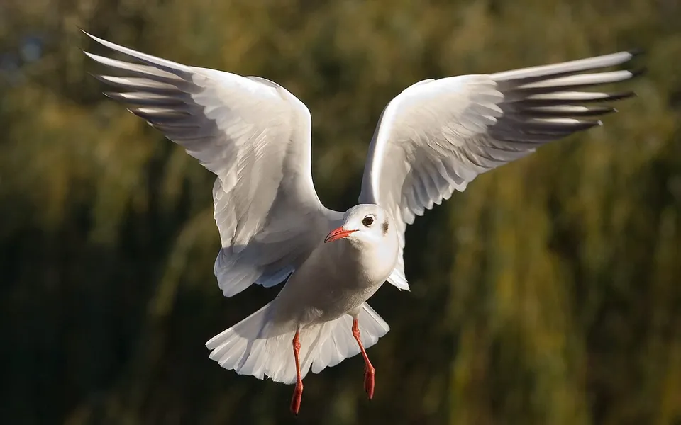 Black-headed Gull (Chroicocephalus ridibundus) — photo 4 of 5