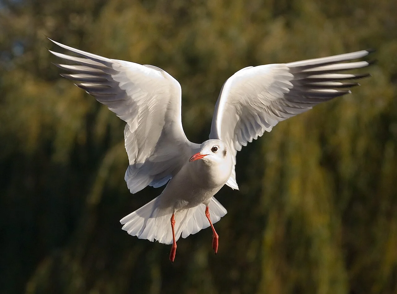 Black-headed Gull (Chroicocephalus ridibundus) — photo 4 of 5
