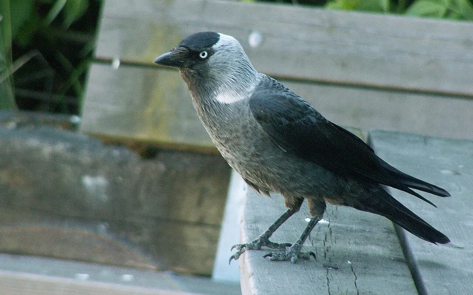 Eurasian Jackdaw (Coloeus monedula) — photo 1 of 5