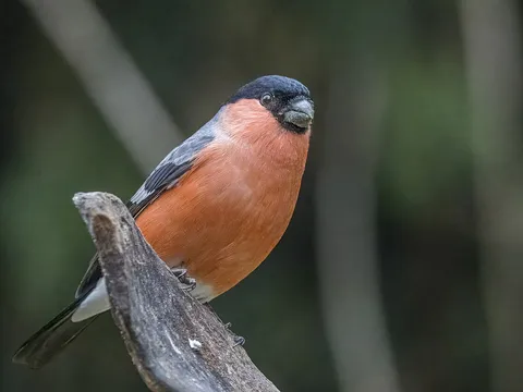 Eurasian Bullfinch (Pyrrhula pyrrhula) — photo 2 of 6