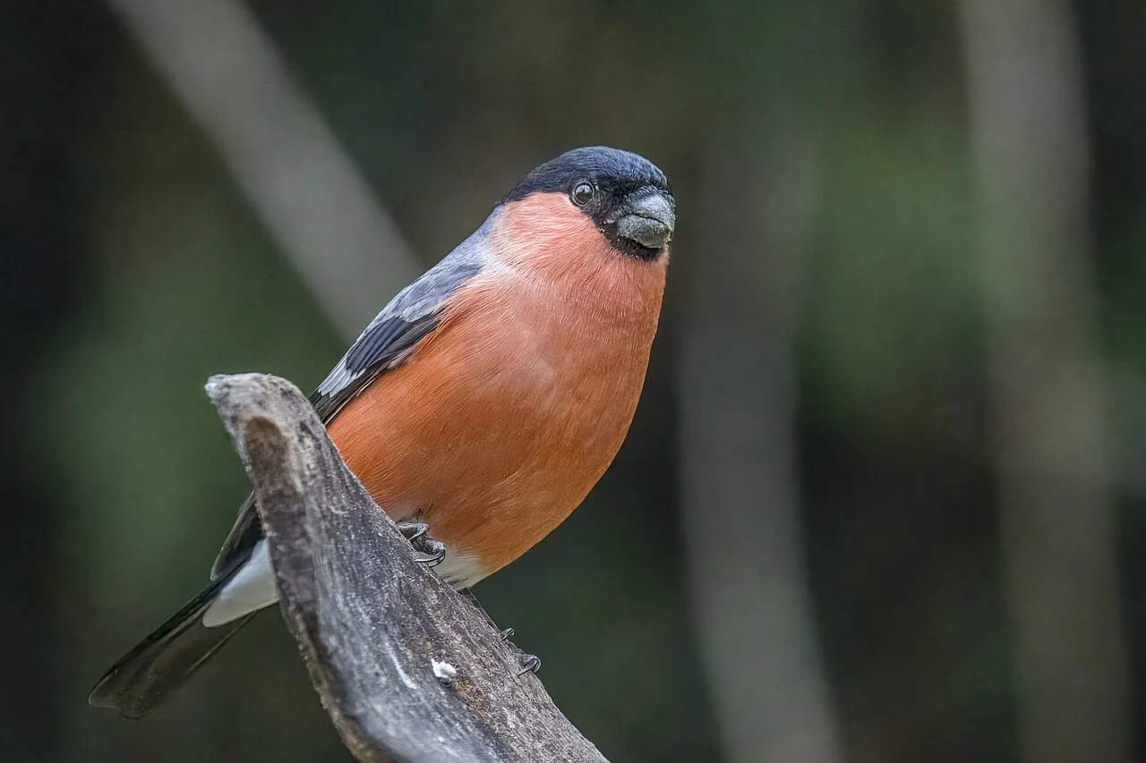 Eurasian Bullfinch (Pyrrhula pyrrhula) — photo 2 of 6