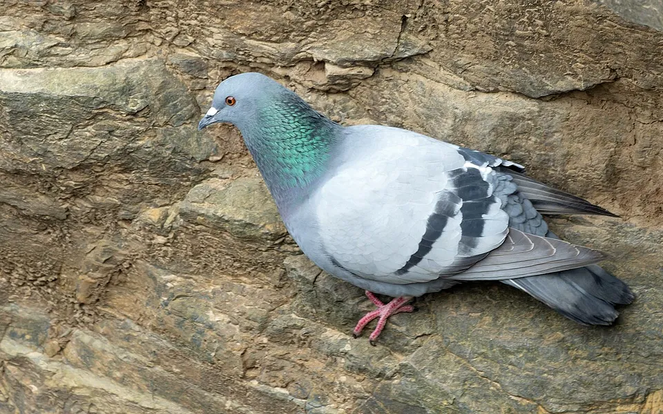 Rock Pigeon (Columba livia) — photo 1 of 4
