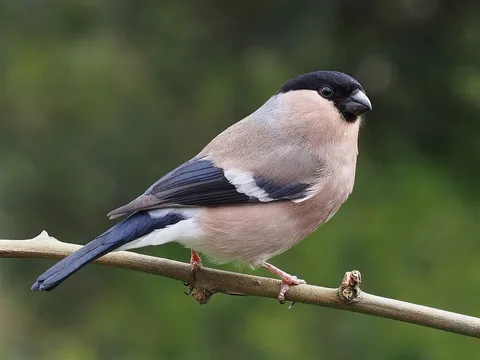Eurasian Bullfinch (Pyrrhula pyrrhula) — photo 3 of 6
