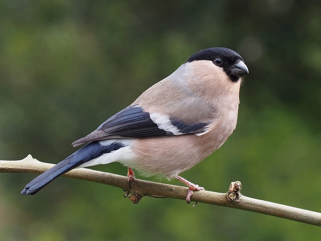 Eurasian Bullfinch (Pyrrhula pyrrhula) — photo 3 of 6