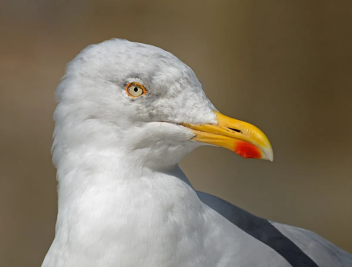 European Herring Gull (Larus argentatus) — photo 3 of 5