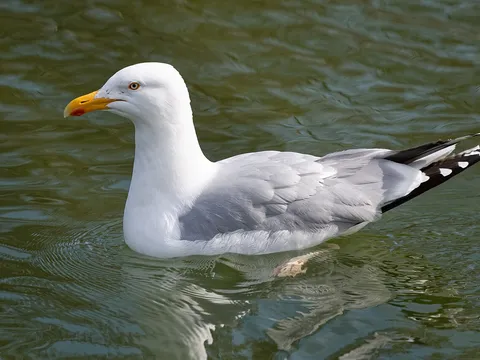European Herring Gull (Larus argentatus) — photo 2 of 5