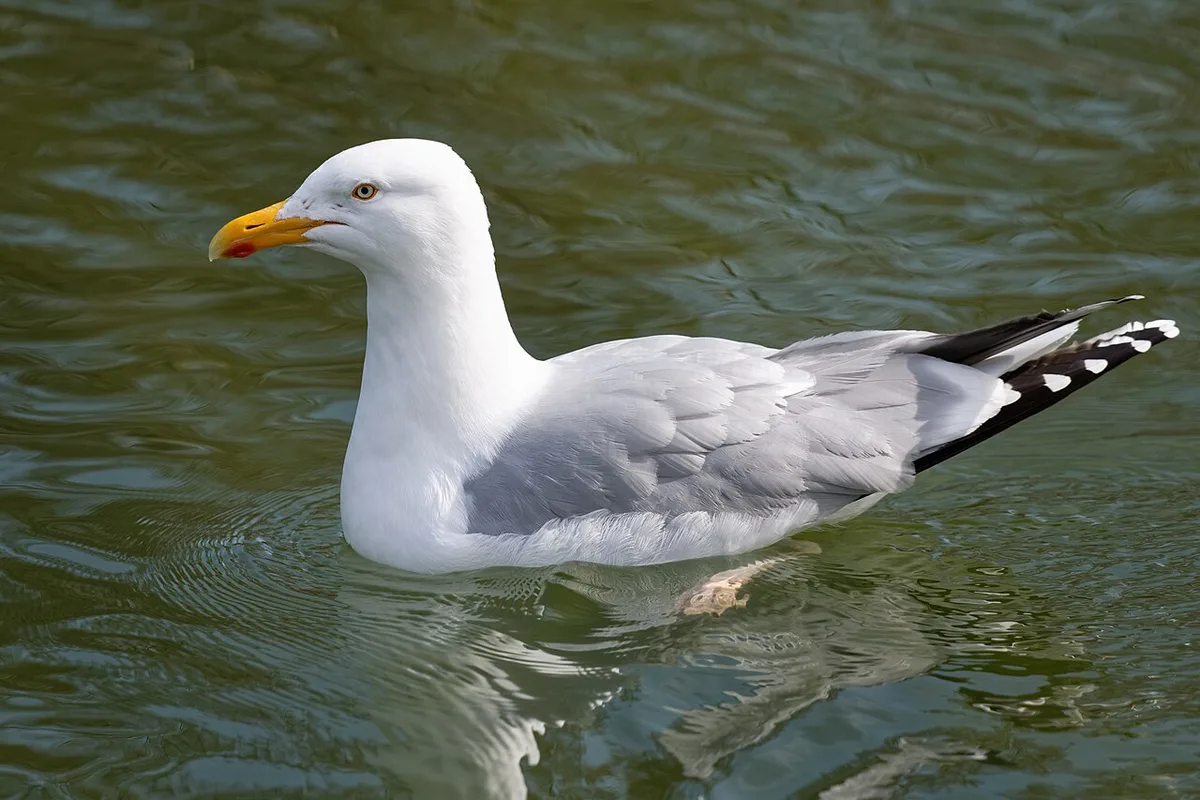 European Herring Gull (Larus argentatus) — photo 2 of 5