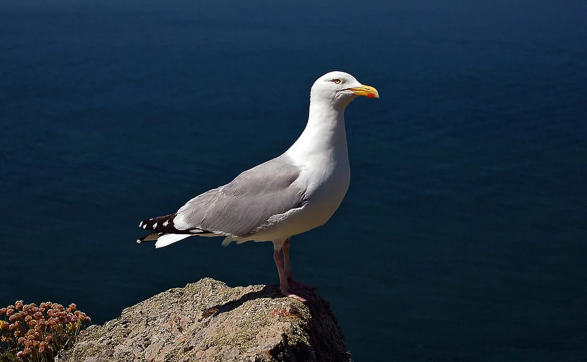 European Herring Gull (Larus argentatus) — photo 4 of 5