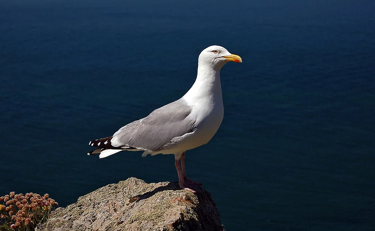 European Herring Gull (Larus argentatus) — photo 4 of 5