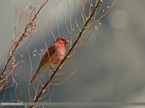 Common Rosefinch (Carpodacus erythrinus) — photo 2 of 4
