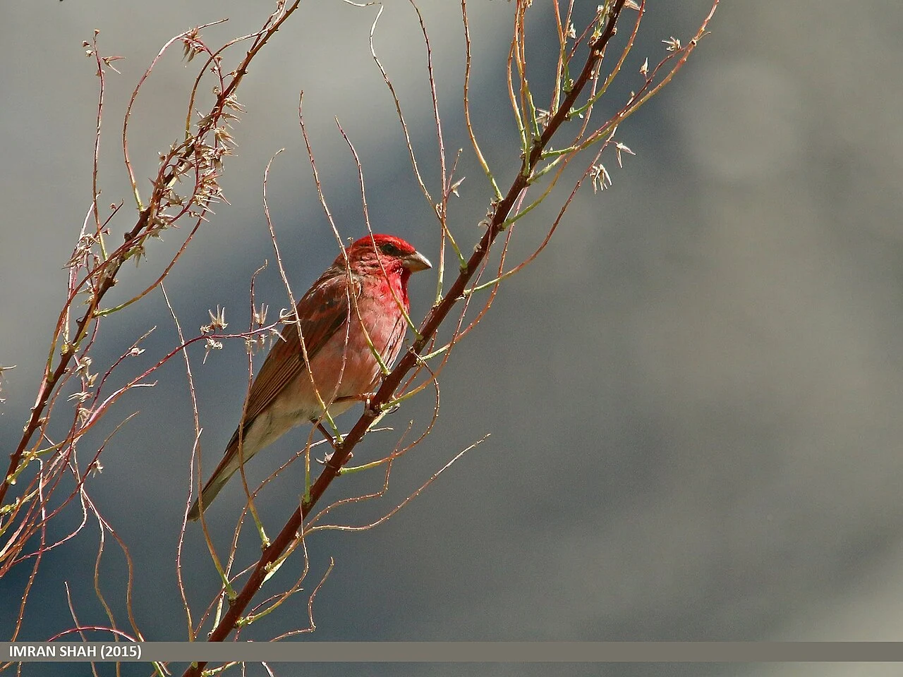 Common Rosefinch (Carpodacus erythrinus) — photo 2 of 4