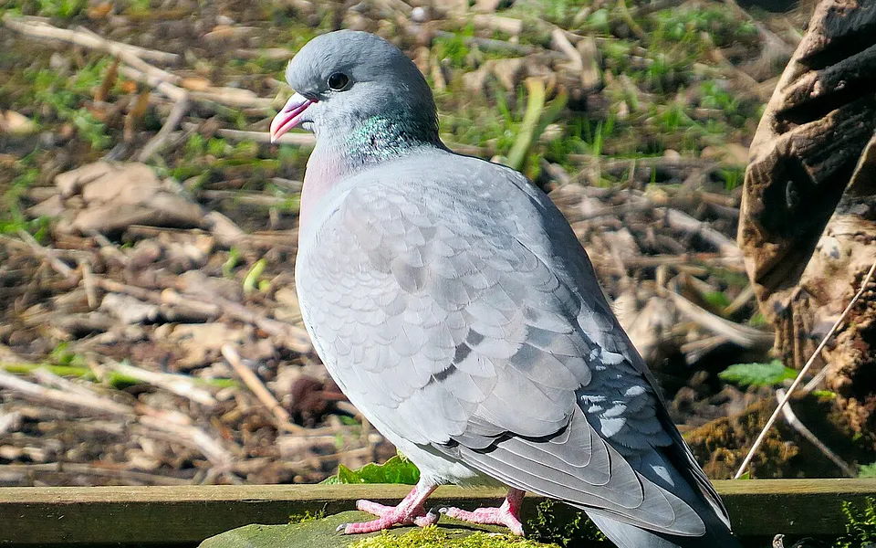 Stock Dove (Columba oenas) — photo 1 of 6