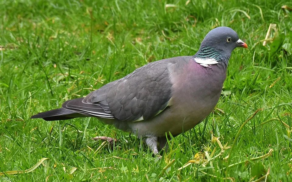 Common Wood-Pigeon (Columba palumbus) — photo 1 of 4