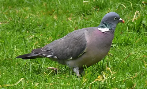 Common Wood-Pigeon (Columba palumbus) — photo 3 of 6