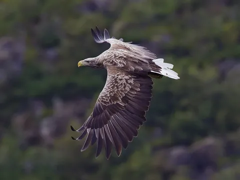 White-tailed Eagle