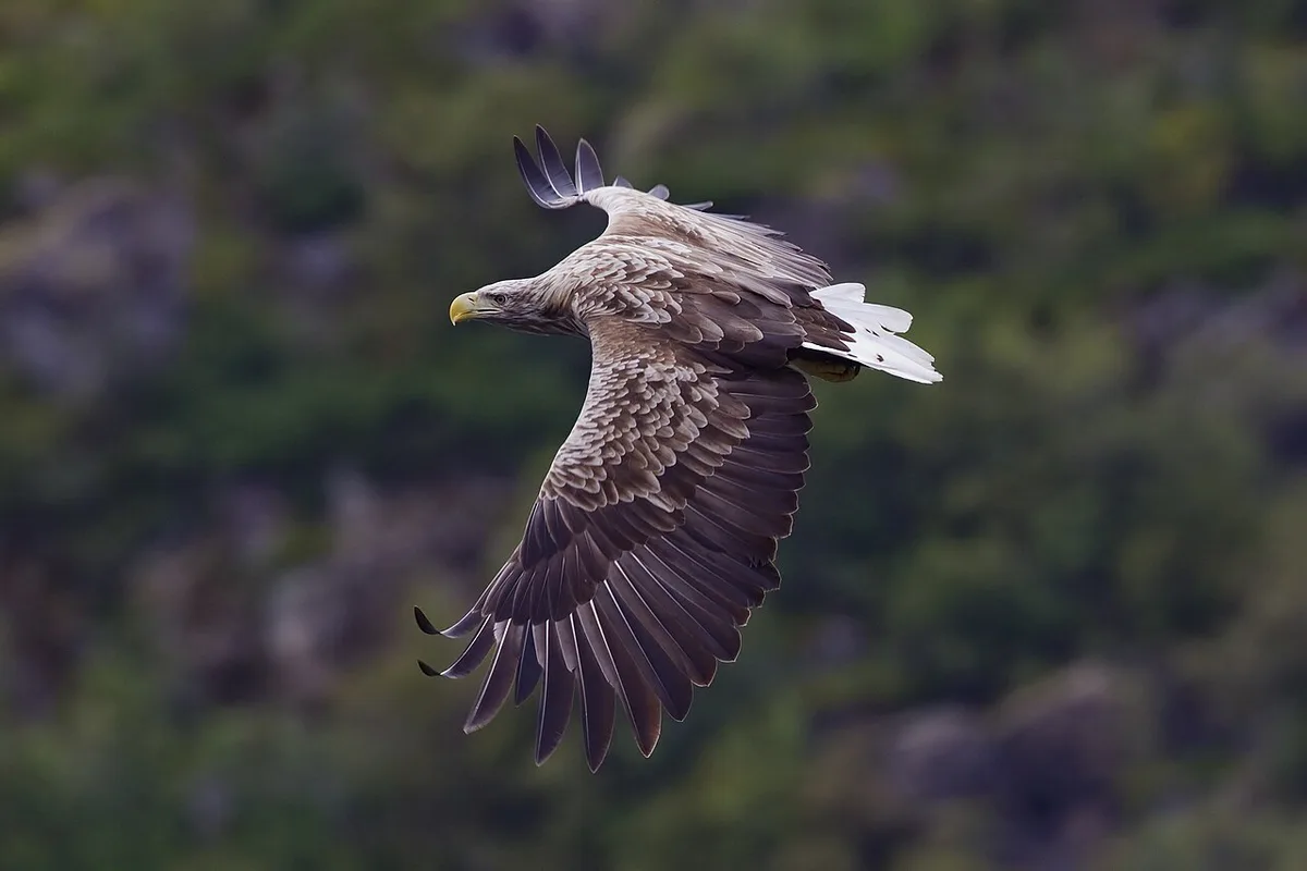 White-tailed Eagle (Haliaeetus albicilla) — photo 1 of 4