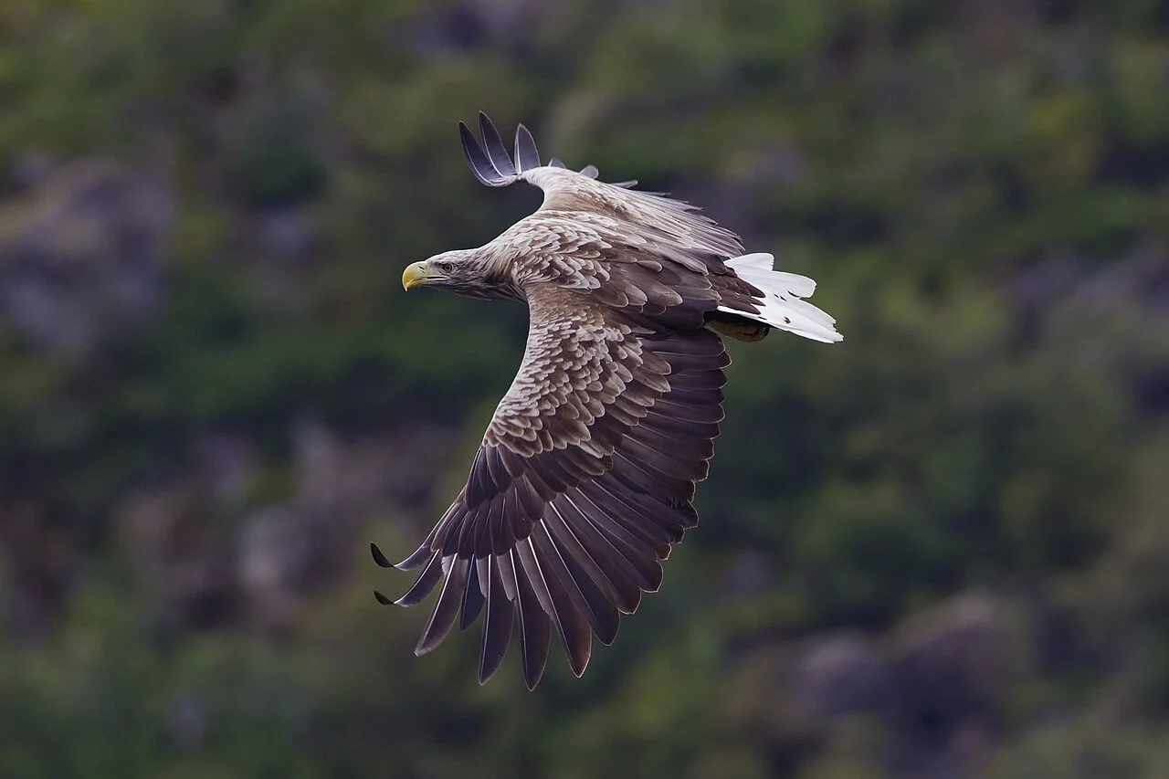 White-tailed Eagle (Haliaeetus albicilla) — photo 1 of 4