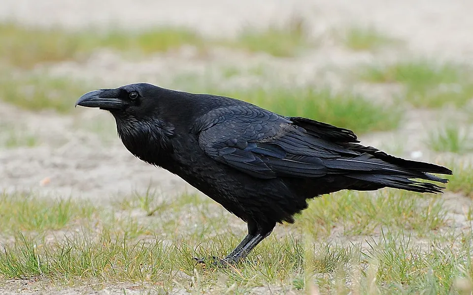 Common Raven (Corvus corax) — photo 1 of 4