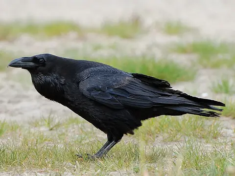 Common Raven