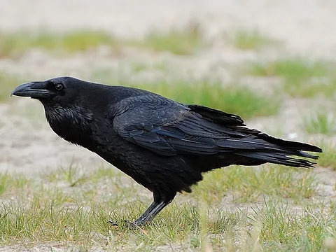 Common Raven