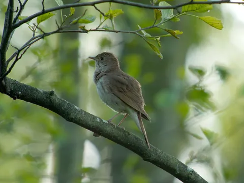 Thrush Nightingale (Luscinia luscinia) — photo 2 of 3