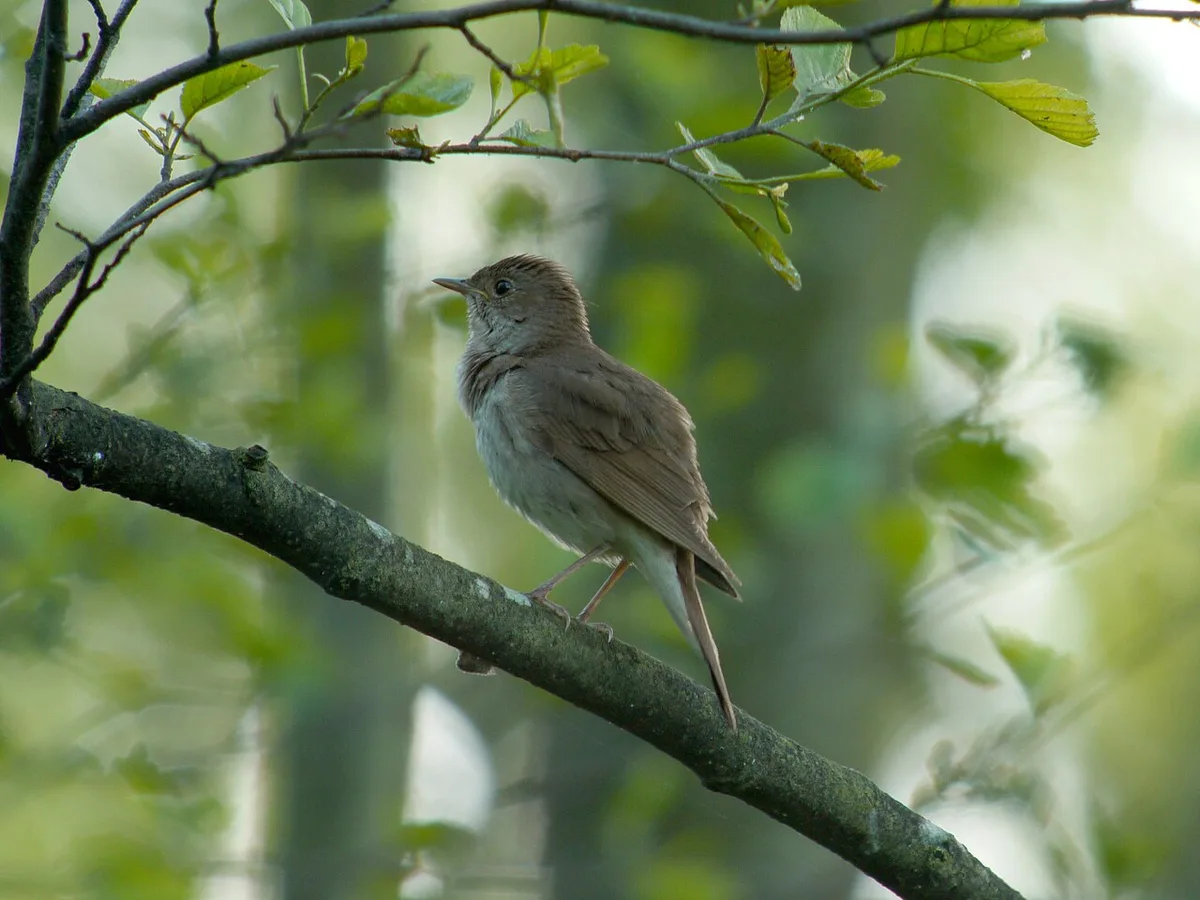 Thrush Nightingale (Luscinia luscinia) — photo 2 of 3