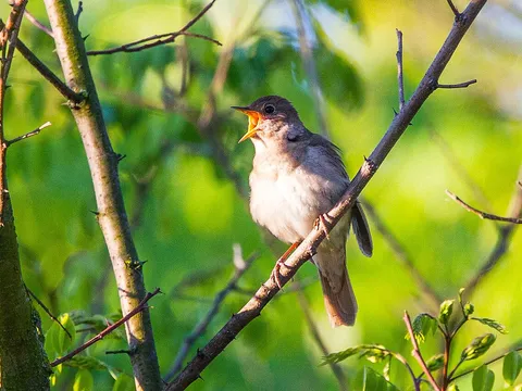 Thrush Nightingale (Luscinia luscinia) — photo 3 of 3