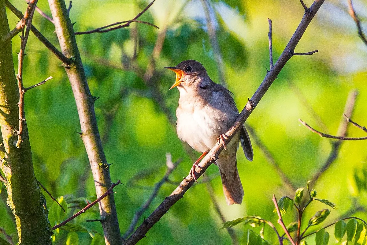 Thrush Nightingale (Luscinia luscinia) — photo 3 of 3