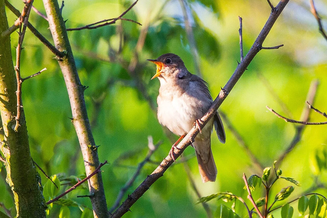 Thrush Nightingale (Luscinia luscinia) — photo 3 of 3