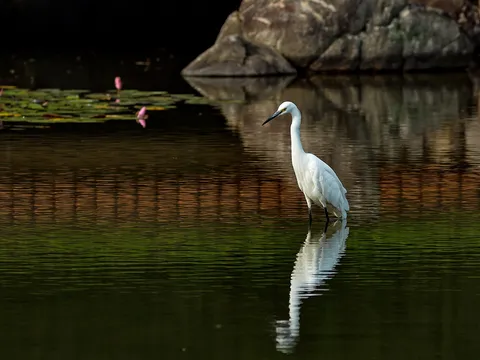 Little Egret (Egretta garzetta) — photo 2 of 5