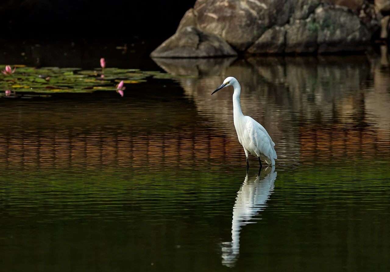 Little Egret (Egretta garzetta) — photo 2 of 5