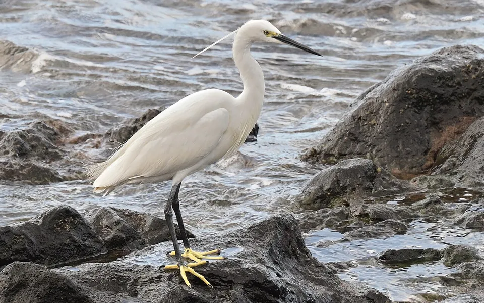 Little Egret (Egretta garzetta) — photo 1 of 5