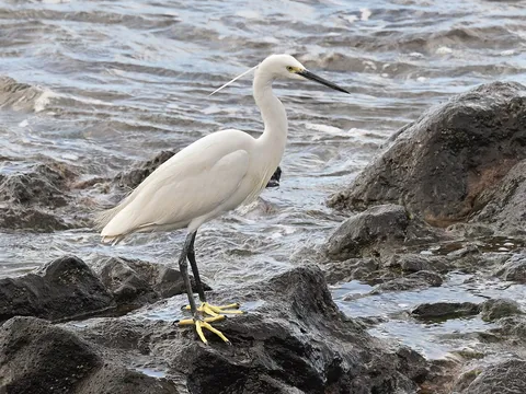 Little Egret