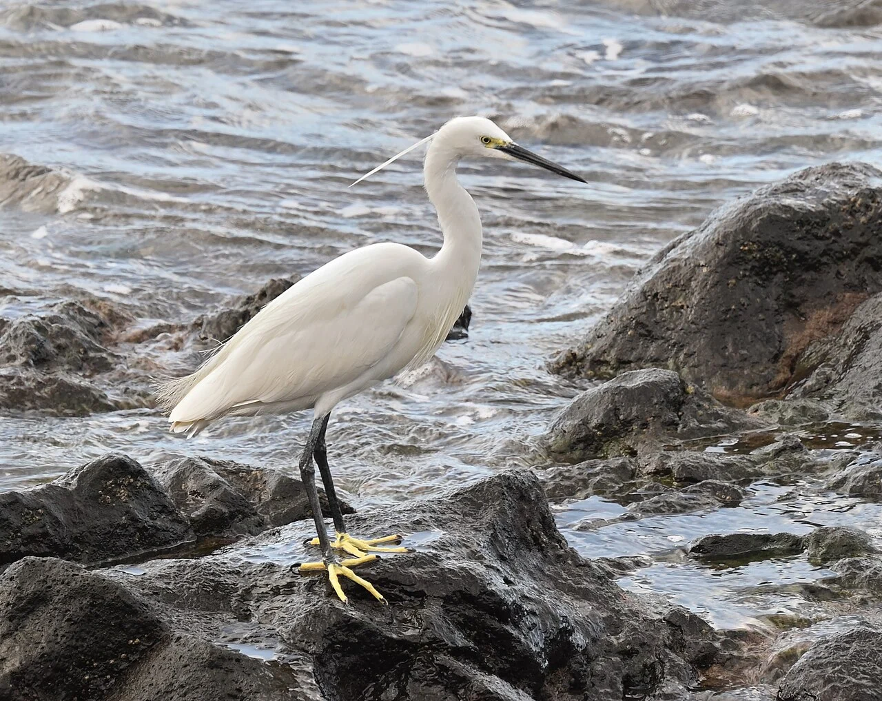 Little Egret (Egretta garzetta) — photo 1 of 5