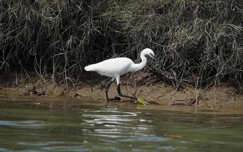 Little Egret (Egretta garzetta) — photo 3 of 5