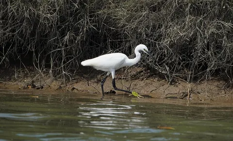 Little Egret (Egretta garzetta) — photo 3 of 5