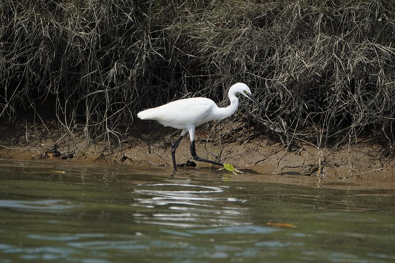 Little Egret (Egretta garzetta) — photo 3 of 5