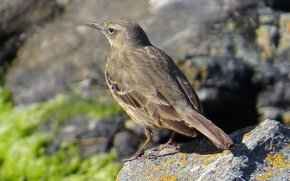 Rock Pipit