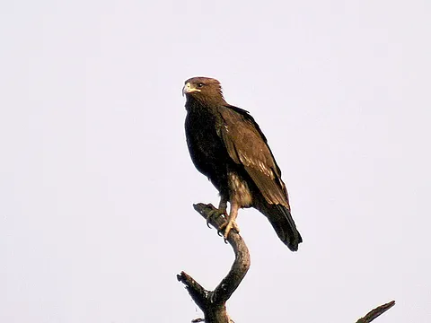 Greater Spotted Eagle