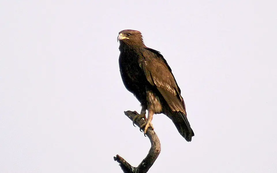 Greater Spotted Eagle (Aquila clanga) — photo 1 of 4