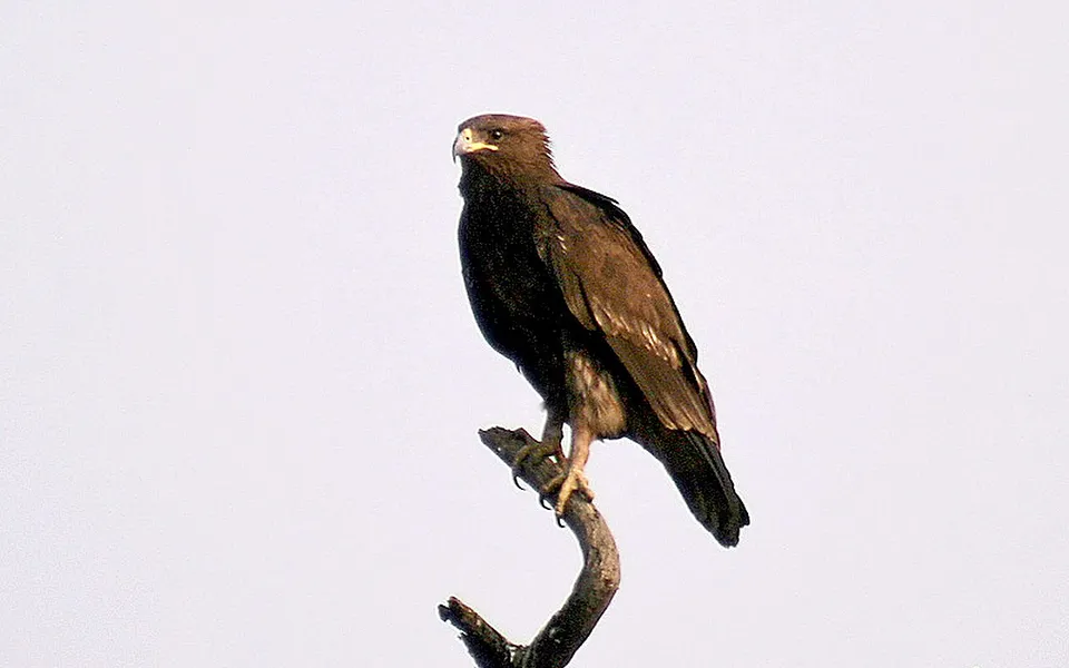 Greater Spotted Eagle