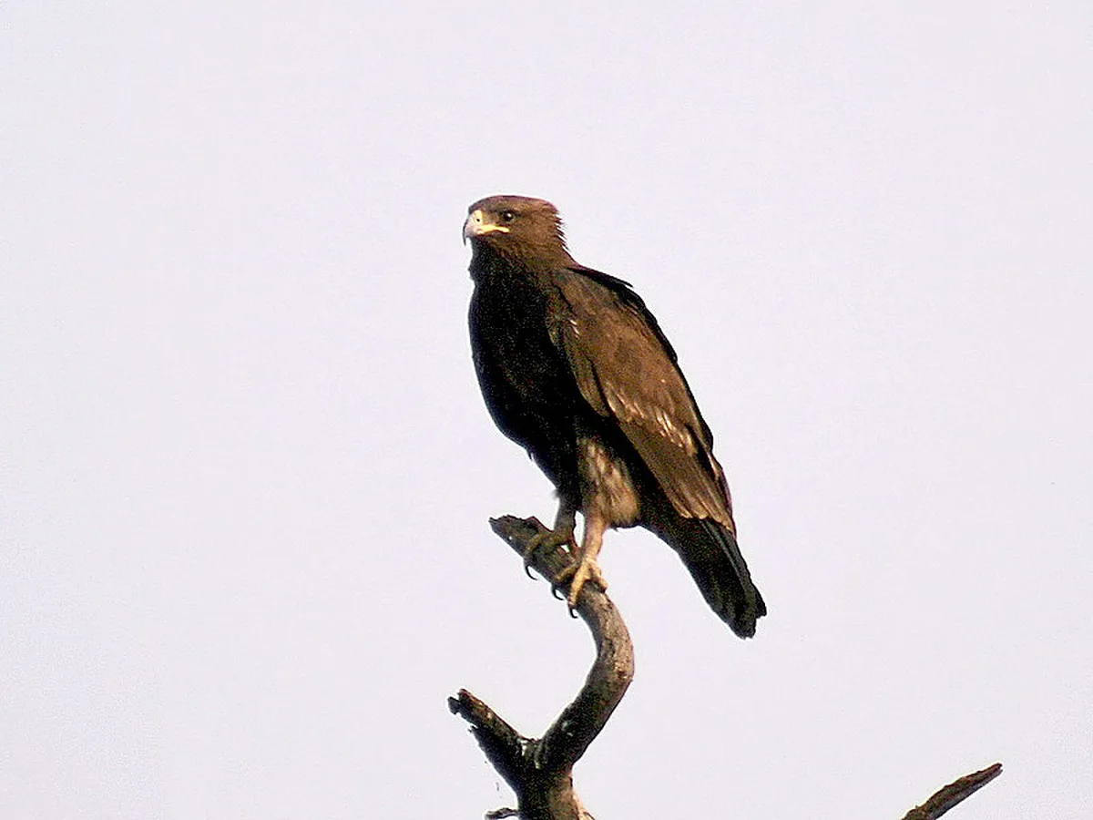 Greater Spotted Eagle