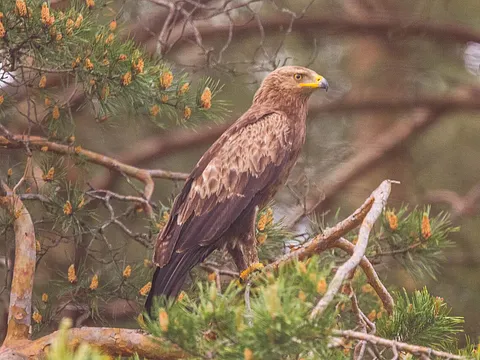 Lesser Spotted Eagle