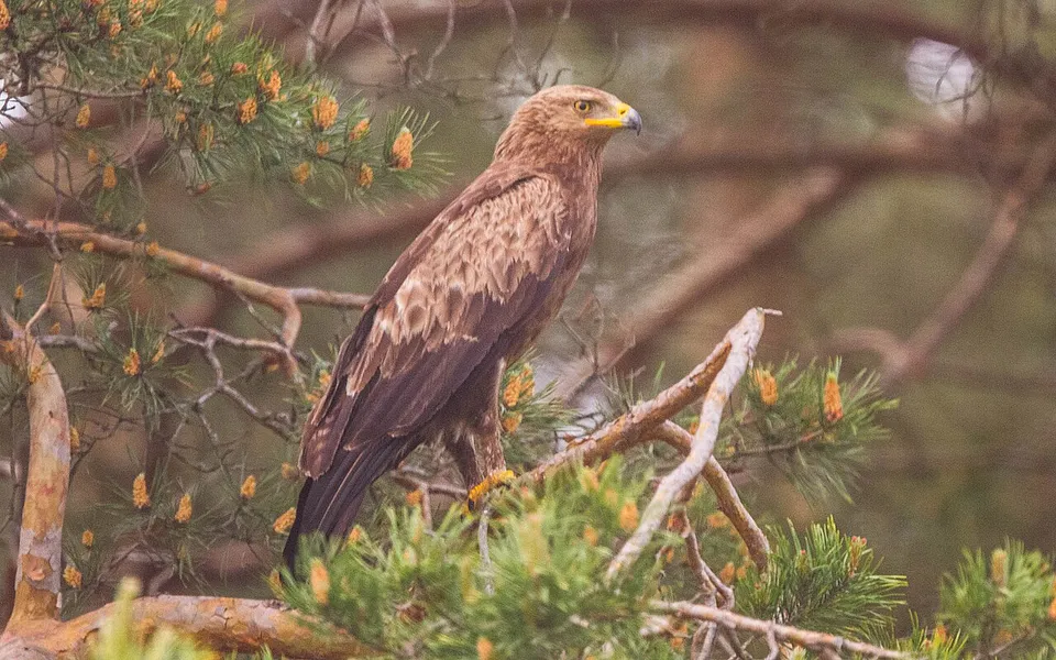 Lesser Spotted Eagle